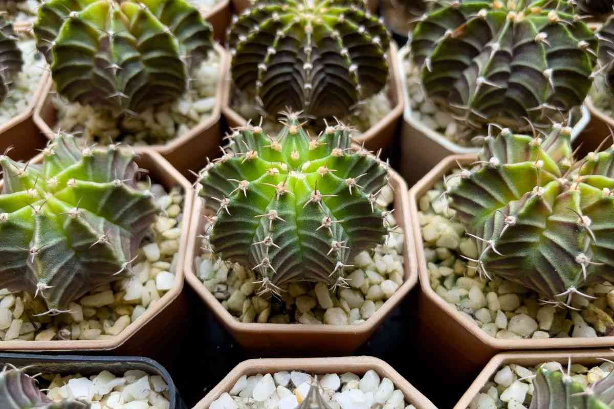 lidl questo prodotto cost ameno di 2 euro va a ruba