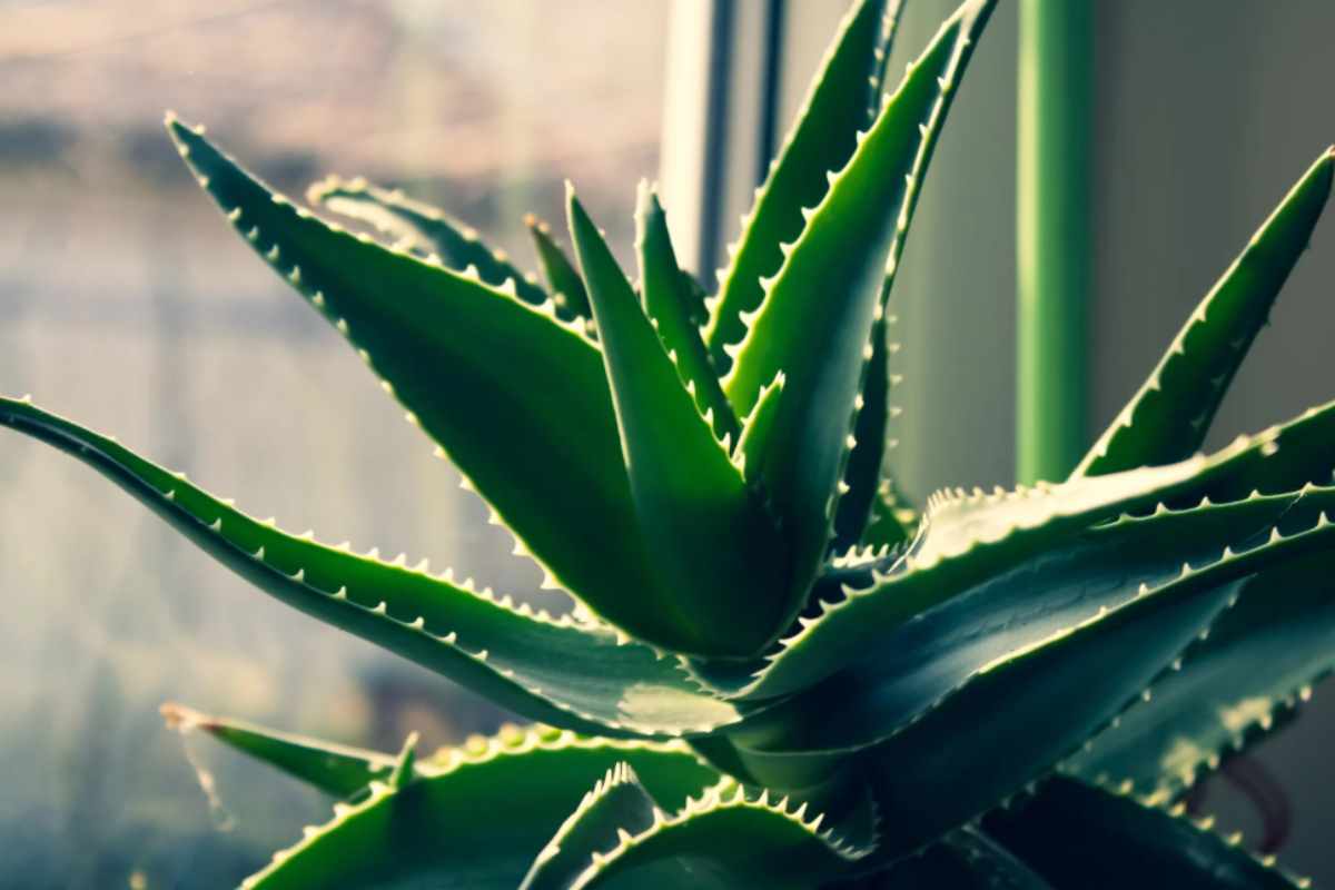 Aloe Vera 