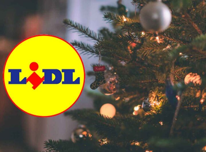 mini abeti natale lidl