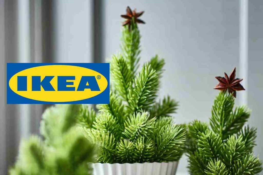 Ikea piante natale
