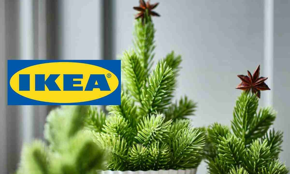 Ikea piante natale