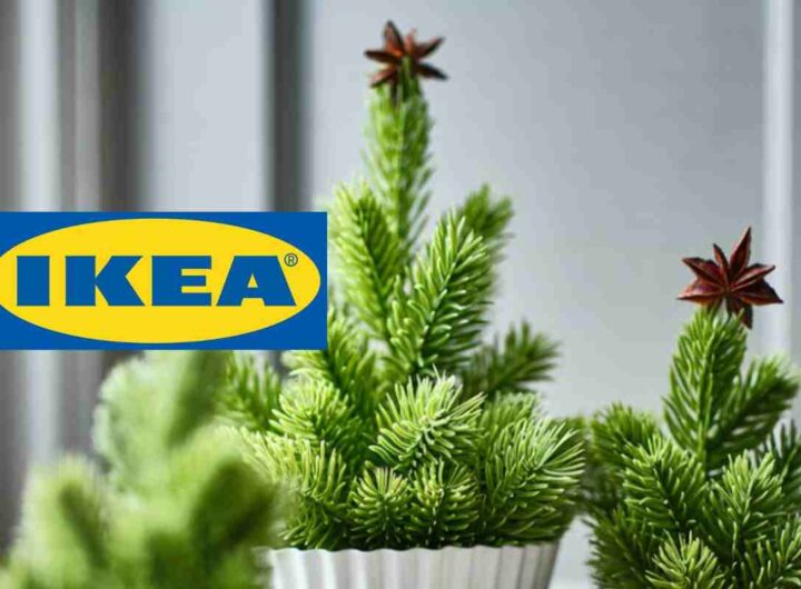 Ikea piante natale