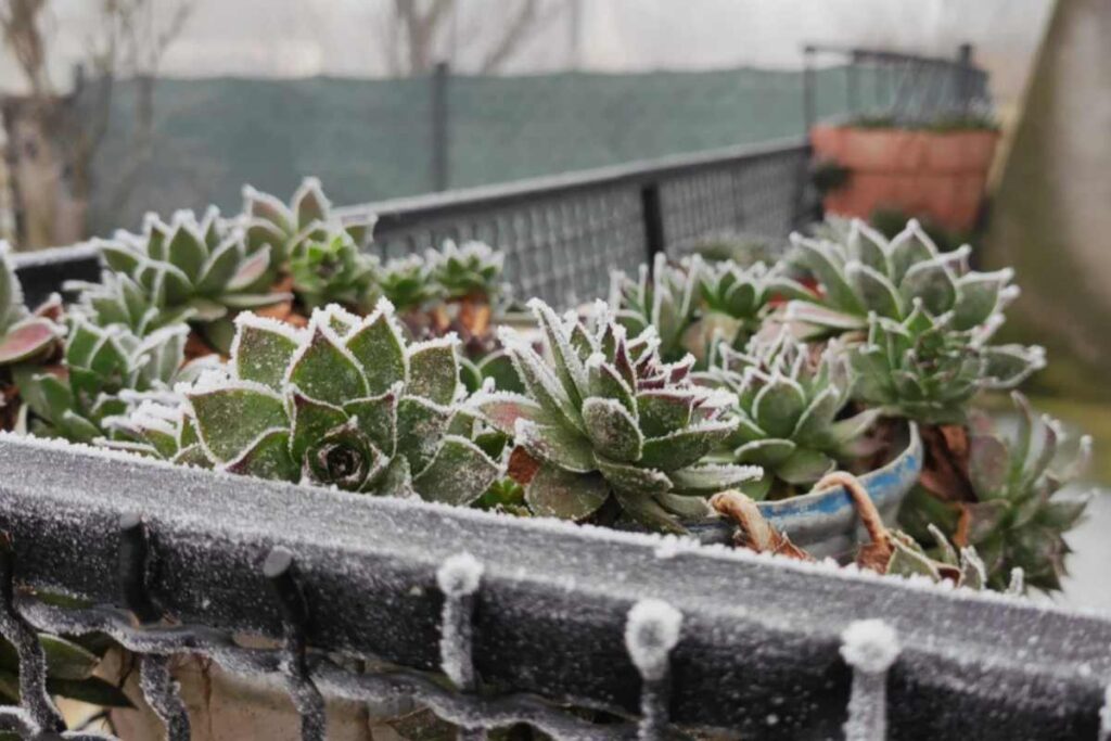 piante balcone freddo