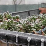 piante balcone freddo