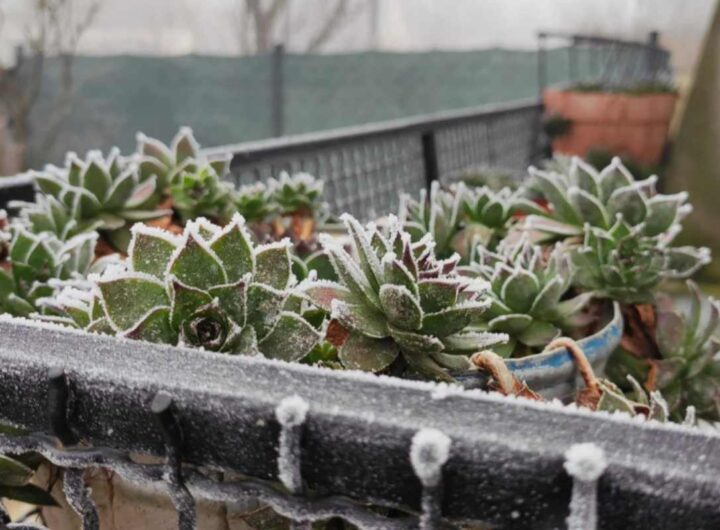piante balcone freddo