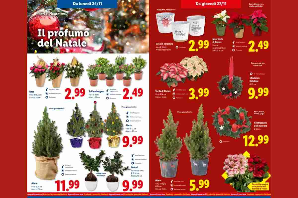 mini abeti natale lidl