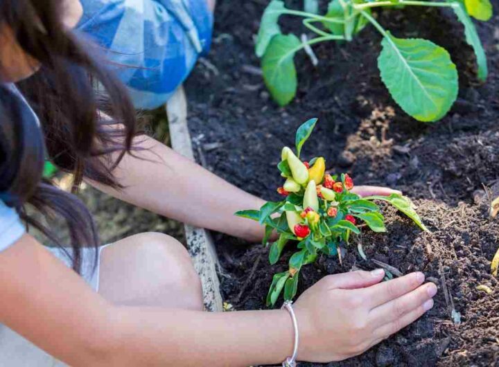 piante segnale da non sottovalutare