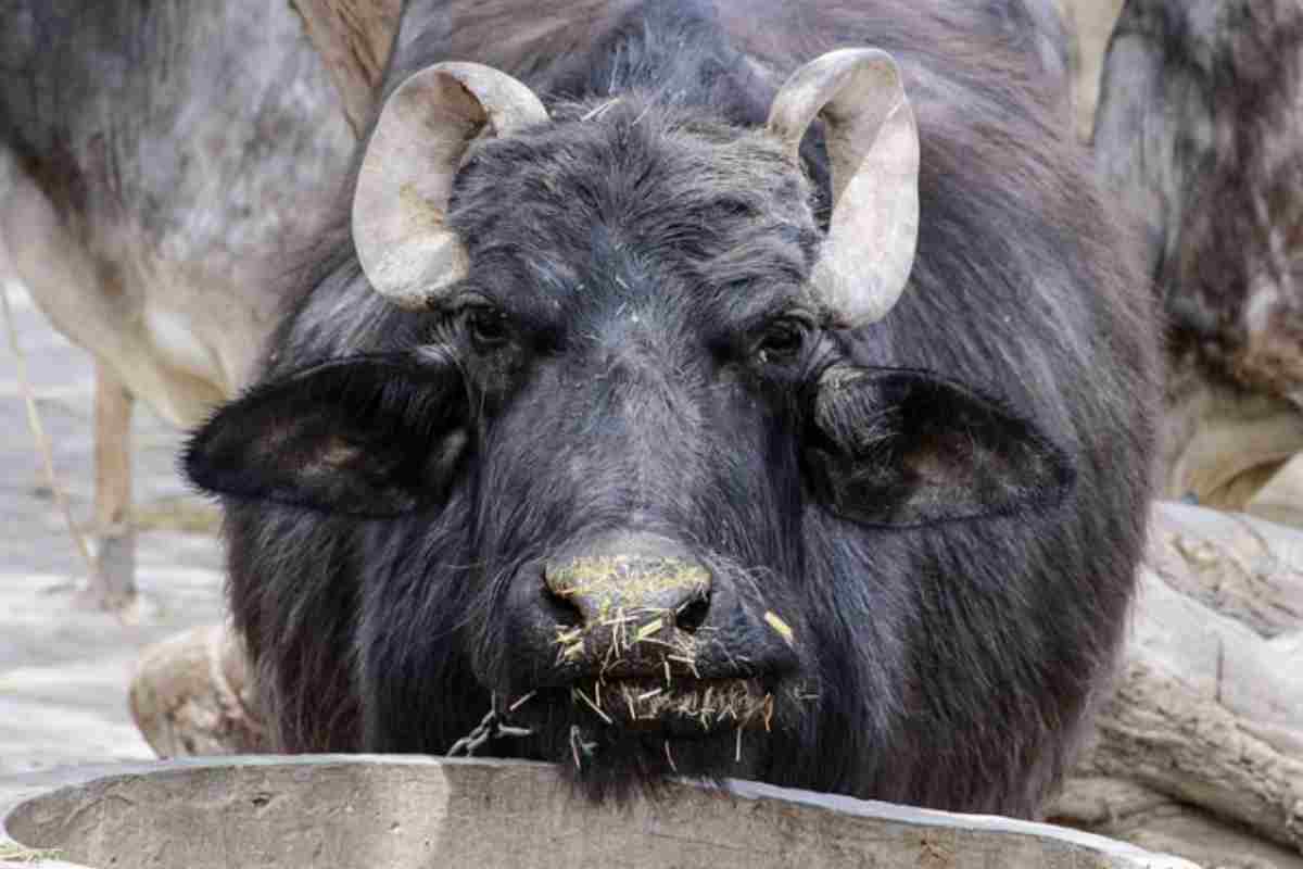 Questa iniziativa dimostra un altro aspetto della cura degli animali e della sua stretta relazione con la qualità della filiera lattiero-casearia.