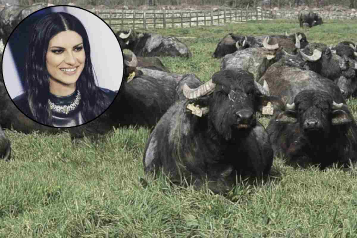 La Fattoria Garofalo, infatti, ha deciso di coinvolgere le sue 250 bufale campane in un'analisi fuori dal comune, monitorando