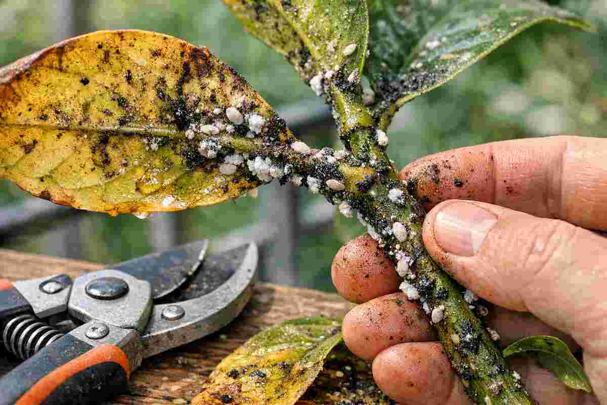 guida per eliminare cocciniglie