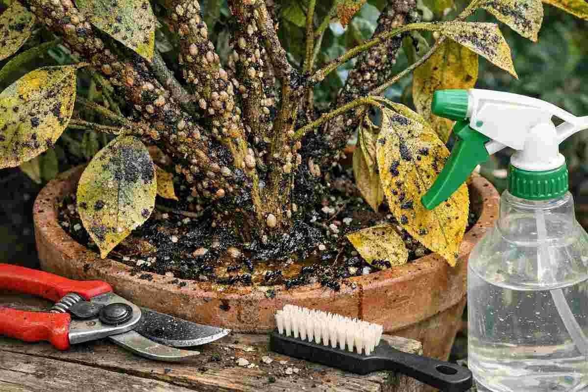 invasione cocciniglia